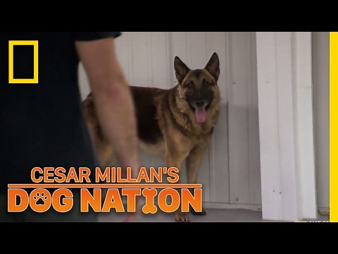 Approaching an Apprehensive Dog | Cesar Millan's Dog Nation
