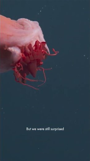 The seven-arm octopus (Haliphron atlanticus)