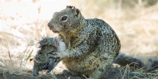 Meat-eating squirrels? New study finds evidence of carnivorous behavior in California squirrels
