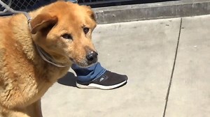 1.3K views · 291 reactions | ADOPTED  A5474523 ✰ GOLDIE -5/05/22-...