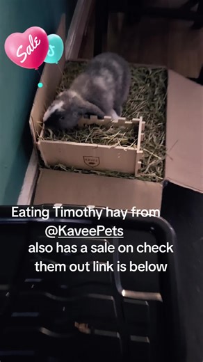 Fresh Timothy Hay from @Kavee Pets is now on sale, delivered straight to your door for your fur babies to enjoy! 🌿🐰📦 This hay feeder is amazing too, also from @Kavee Pets – it fits on the cage or can stand alone, so bunnies and guinea pigs can easily access their hay! 🥕🏡 #Hay #Pets #Sale #Delivery #Furbabies