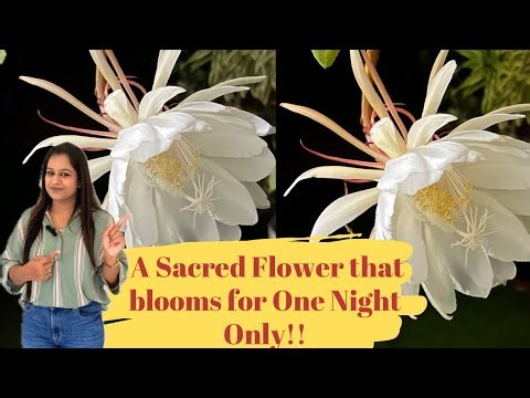 Brahma kamal- The Magical flower that blooms only for One Night !! All About Cactus Orchid flower