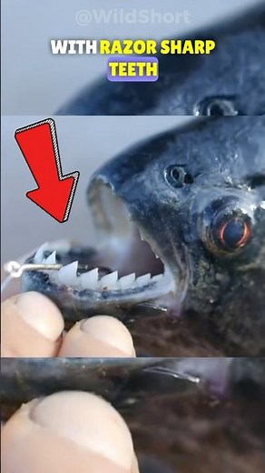 Piranhas: Nature's Most Feared Fish! 🦈