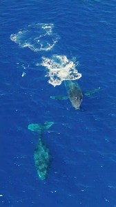 There's no place I'd rather be💙🤙🏽 From a dream that set sail in 1973 to unforgettable adventures in 2026—Trilogy has been Maui’s original catamaran company for 53 years! 🚤✨ As the island’s oldest family-run sailing business, we’re proud to carry on a legacy of aloha, and creating unforgettable memories. Here’s to the journey, the crew, and the generations who’ve made Trilogy more than just a sail but an epic experience. 🌅💙 #SailTrilogy #TrilogyExcursions #53YearsStrong #MauiLegacy #SailWit