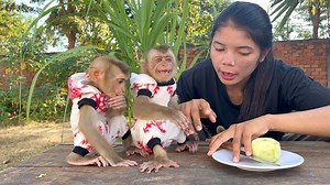 33K views · 579 reactions | why, why! why Donut changes habit annoying to mom all time & made her so upset like this! | M.Twns Fans | Facebook