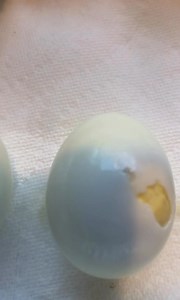 855K views · 8K reactions | Thanksgiving reminder: no matter how much you love deviled eggs, they will betray you. You can boil them perfectly, ice-bath them like a spa day, whisper sweet encouragement… and still end up peeling off half the egg with the shell with some of them. ’Tis the season for gratitude—and for pretending the ugly ones never existed. #andimjudy | Peyton Miller Spence | Facebook