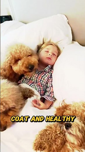 Best Food for Your Cockapoo #pets #dog #shorts