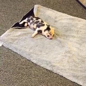 17K views · 153 reactions | This is on silly piggy! by Zoo Posts | Zoo Posts | Facebook