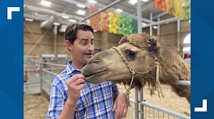Hump it down to the San Diego County Fair to see birds and camels