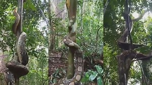 Giant python shows off rare hypnotic climbing skills