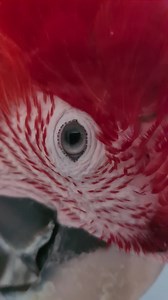 Eye pinning, also known as eye flashing or eye blazing, is a form of body language used by parrots. The term that refers to the rapid and very conspicuous dilation and constriction of the pupils of the bird's eyes. Eye pinning is simply a bird's natural response to certain stimuli, and it can help to clue you in on the bird's mood | Eddie's Flight Club