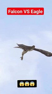 9.2K views · 41 reactions | Falcon VS Eagle Aerial fights Nakaka manghang tingnan ang parehas magagaling Ctto #everyone #followersreelsfypシ゚viralシfypシ゚viralシalシ #highlighteveryone #FalconvsEagle | Aaliya Amir Rashid | Facebook