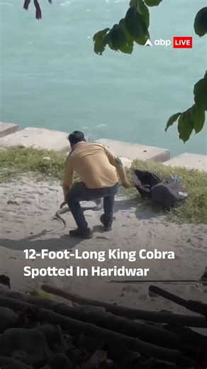 17M views · 258K reactions | A 12-foot-long King Cobra was spotted in Haridwar, creating panic among locals. A snake rescuer captured it after a daring effort, later releasing it safely. The rescue video has gone viral on social media. #Haridwar #KingCobra #ViralVideo #ABPLive | ABP Live | Facebook