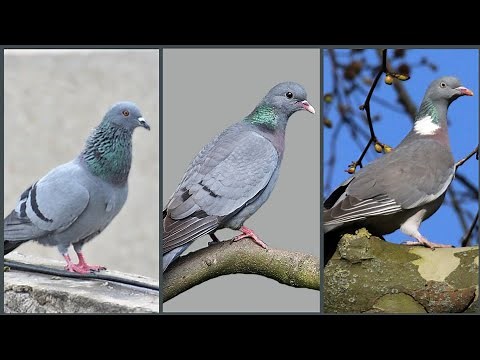 Dove, Stock Dove and Wood Pigeon COMPARISON