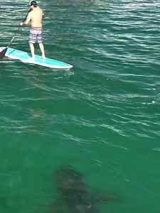 1M views · 6.3K reactions | I'll be headed to Cape Cod this summer to get some data on great whites on the East Coast. In the meantime, here's a recent scene that's all too common these days. Or maybe it's always been this common. We just have eyes in the sky now. | The Malibu Artist | Facebook