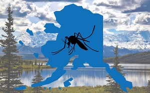Are Alaska Mosquitoes As Bad As They Say?