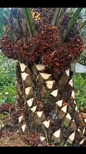 Planning a Profitable Farm Starts With These 3 Questions. 1. What’s your goal—cash flow or legacy? 2. What’s your planting budget? 3. Do you understand your soil and timing? -Farming without planning is gambling. -Ask the right questions before you plant anything. -That’s how professionals operate. We have a WhatsApp community where farmers around Nigeria converge to share their experiences in the oil palm plantation business. That’s a good place to seek knowledge as you get into this farming in