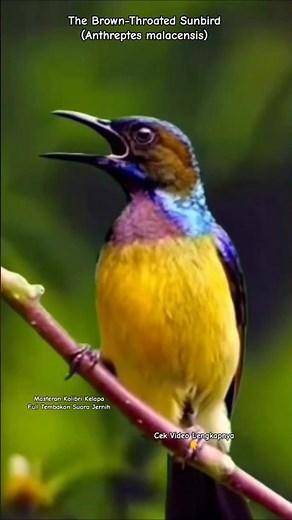 The Brown-throated Sunbird (Anthreptes malacensis) – Beautiful Birdsong in Nature - Kolibri Kelapa