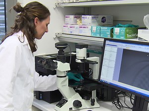 Correlative Light Electron Microscopy CLEM for Tracking and Imaging Viral Protein Associated Structures in Cryo-immobilized Cells