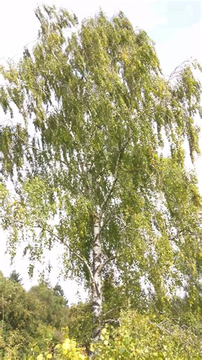 Birch dancing in the wind. | Woodlarking