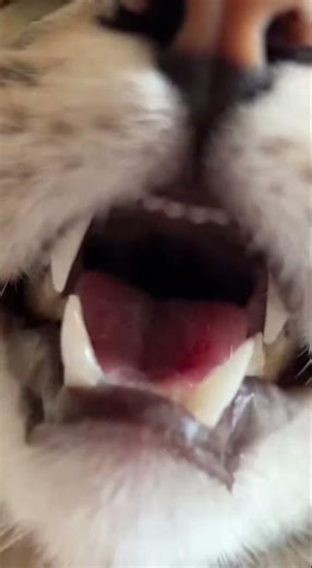 Cat Makes the Funniest Chatter Sound at a Fly! 😹