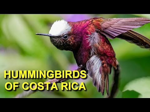 Incredible Hummingbirds of Costa Rica