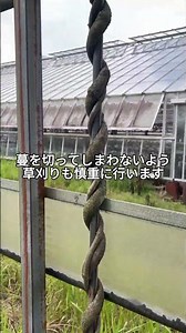 アケビ棚の手入れ #増田園芸 #シクラメン #シクラメンの育て方 #農家の日常 #アケビ