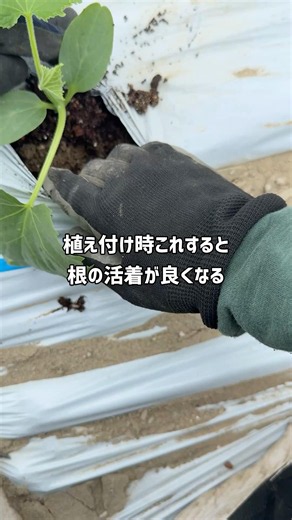 野菜の植え付け時のポイント