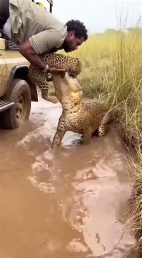 We Jumped Into the Mud to Save the Cub—Then the Mother Charged #표범새끼 #어미표범 #악어위협 #구조순간 #사바나 #야생동물