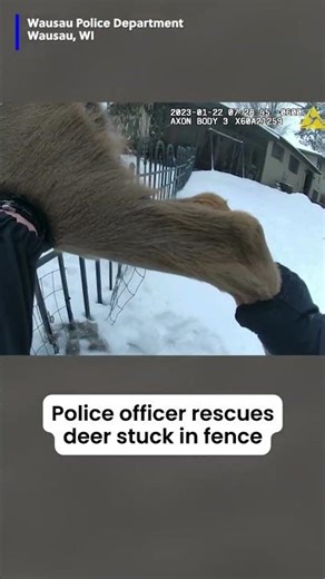 Officer rescues deer stuck in fence