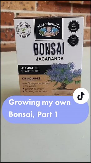 Growing Your Own Bonsai Tree: A Beginner's Guide