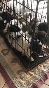 3.4K views · 134 reactions | More Coconut and Cyril mini Groodle Parti and chocolate pups. “We don’t want to go in the crate” ❤️ | Bella-Lealta Mini Groodles & Cavoodles Australia | Facebook