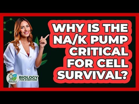 Why Is The Na/K Pump Critical For Cell Survival? - Biology For Everyone