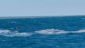 Blue Dolphin Marine Tours on Reels | Facebook