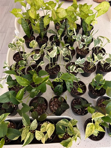 Mystery Plant Box | Surprise Indoor Plant | Rare & Unique Houseplants | Plant Lover Gift - Etsy