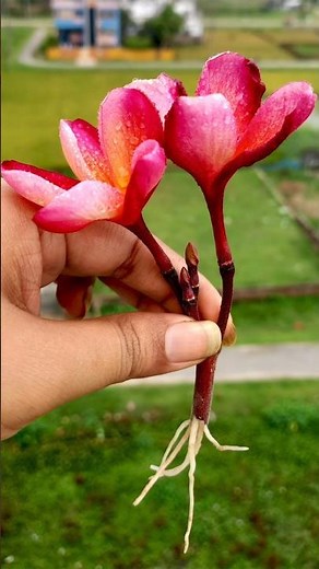 How to Grow Plumeria Plant from Cutting Plumeria Flower Bud In A Aloe Vera