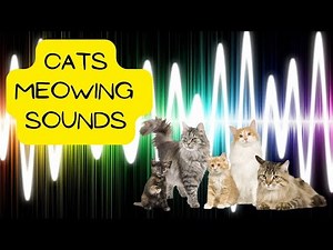 Cats Meowing sound effects