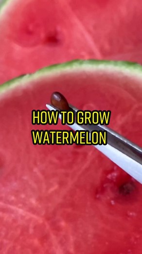 Growing watermelon from seed! 🍉🌱 #watermelon #plantsoftiktok #howto #planttips
