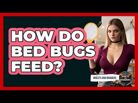 How Do Bed Bugs Feed? - Insects and Invaders