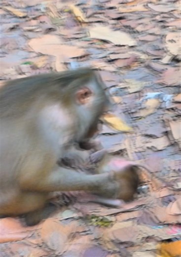 OMG! Most pity baby monkey, Mom tries reject her baby monkey by angry #babymonkey #monkey #cutebaby #cute #reelsvideoシ | Lovely Monkey Videos