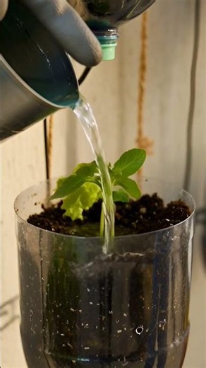 🌿 Vertical Vegetable Garden Ideas for Small Spaces | Grow Food on Any Wall 🌱