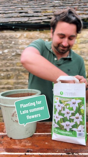 Planting Acidanthera for Late Summer Blooms