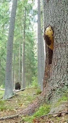 Bear Steals Honey… But The Bees Fight Back! 🐝🍯