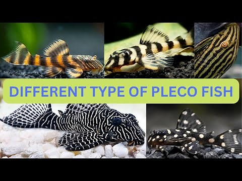 Different Types of Pleco Fish