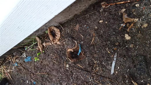 Mushroom identifier apps do not work at all! | Ammon Emanuel Richardson