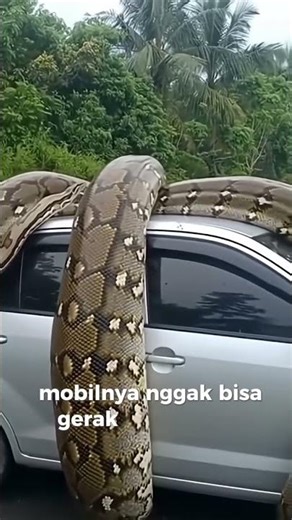 Seekor Ular python raksasa melilit sebuah mobil Avanza #shorts #viralshort