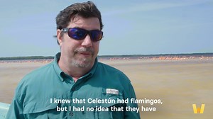 1K views · 27 reactions | Ever dreamed of frolicking with flamingos?...