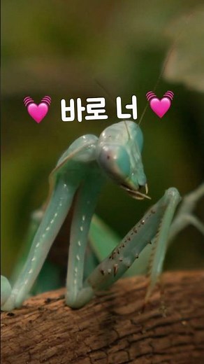 로커스트 게임 우승자는 과연?! #곤충 #곤충서바이벌 #insects #mantis #로커스트게임 #곤충싸움 #나니가스키 #wildlife #プロジェクトセカイ #プロセカ