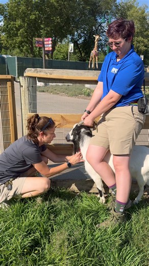 4.4K views · 134 reactions |  Happy #WorldGoatDay! We celebrate today (and every day) by keeping our goats happy & healthy. Shoutout to our amazing animal care and vet teams! 喙 Stop by this weekend to give the G.O.A.T.s a snack at the Zoo while our farm feeding is still open! Get tickets: https://tinyurl.com/3bkck72h . . . #GPZoo #Zoo #Siouxfalls #Goats #GoatDay #GOAT #GreatestOfAllTime #WeekendFun | Great Plains Zoo | Facebook