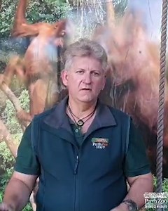 11K views · 449 reactions | From our family to yours... | Perth Zoo | Facebook
